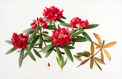 Rhododendron microgynum alkotó: Raymond Booth