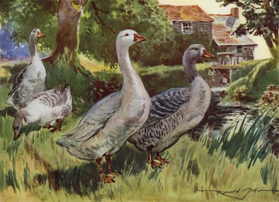 Illusztráció a My Farmhoz (színes litó) alkotó: Reginald Mills