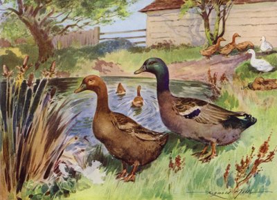 Illusztráció a My Farmhoz (színes litó) alkotó: Reginald Mills