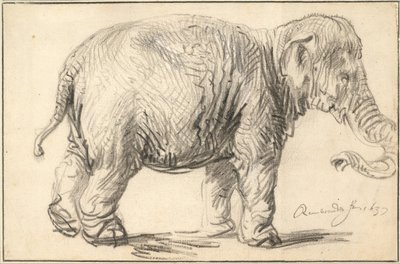 Egy elefánt, 1637 alkotó: Rembrandt van Rijn