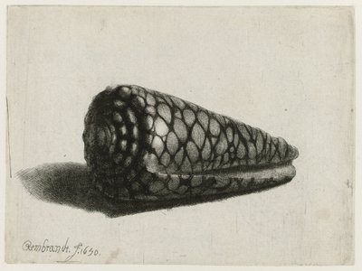 A héj (Conus marmoreus) A héj alkotó: Rembrandt van Rijn