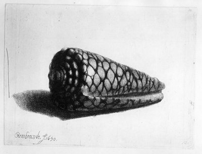 A kagyló (Conus marmoreus) 1650 alkotó: Rembrandt van Rijn