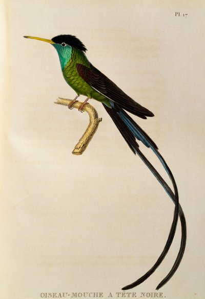 Vöröscsőrű patakfarkú (Trochilus polytmus), metszet a Trochilidákból vagy kolibri és kolibri alkotó: René Primevère Lesson