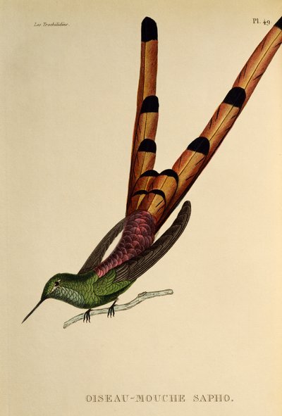 Vörösfarkú üstökös (Sappho sparganurus), metszet a Trochilidákból vagy kolibri és kolibri alkotó: René Primevère Lesson