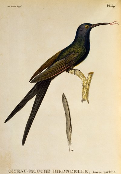Fecskefarkú kolibri (Eupetomena macroura), metszet: Les trochilidees ou les colibris et les oiseaux-mouches alkotó: René Primevère Lesson