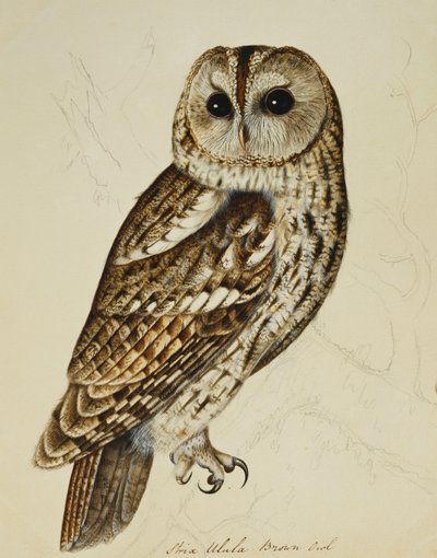 Barna bagoly (Strix Ulula) alkotó: Rev. C. Atkinson