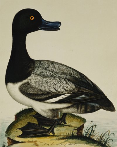 Scaup Duck alkotó: Rev. C. Atkinson