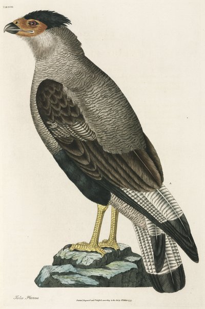 Tarajos Caracara alkotó: John Pardon