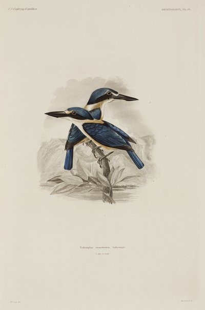 Kingfishers, Szamoa alkotó: John Pardon