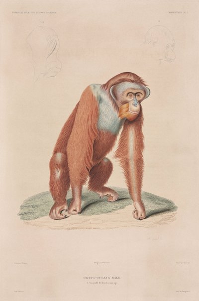 Orangutans, Indonézia alkotó: John Pardon
