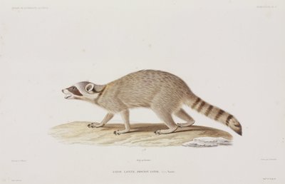 Raccoon, USA alkotó: John Pardon