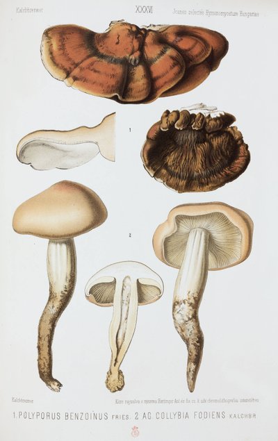 Kétféle gomba, 1874 alkotó: John Pardon