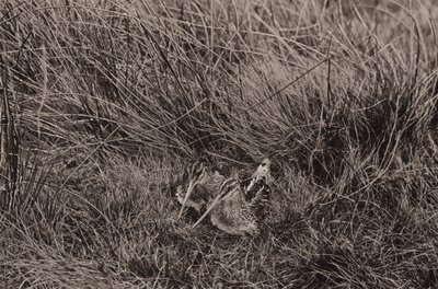 Fiatalokat takaró szalonkák (f/w fotó) alkotó: Richard and Cherry Kearton