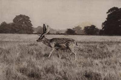 Dámszarvas (f/w fotó) alkotó: Richard and Cherry Kearton