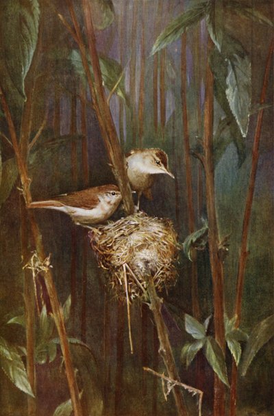 Nádrigó (fotó) alkotó: Richard and Cherry Kearton