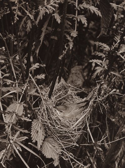 A mocsári poszáta (f/w fotó) alkotó: Richard and Cherry Kearton
