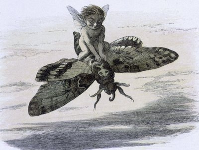 Un elfe chevauchant un papillon. Illusztráció: Richard Doyle gumiabroncs ""Tündérországban". Képsorozat az elf világból"" accompagnee d