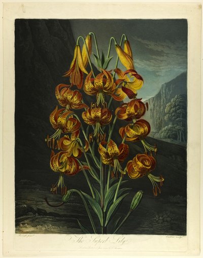 A csodálatos liliom, a Flora templomából alkotó: Richard Earlom