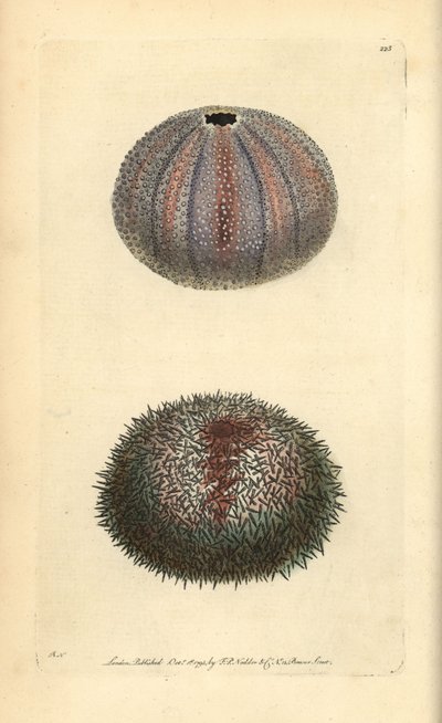 Ehető tengeri sün, Echinus esculentus, George Shaw és Frederick Nodder „The Naturalist