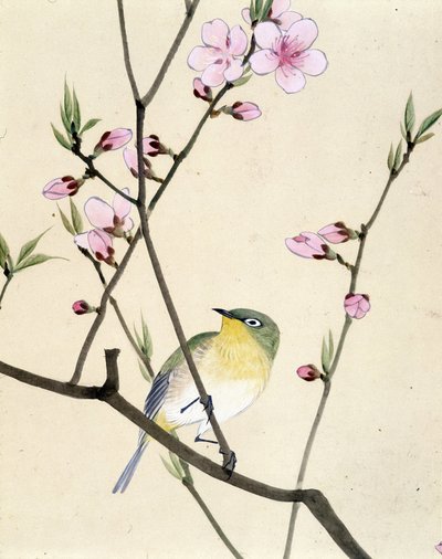 Madár – Riou Chim japán rajza, 19. század vége alkotó: Riu Chim
