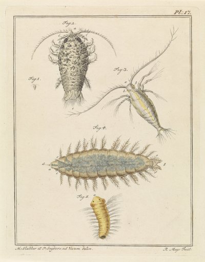 Achát fatetű, copepod és sörteféreg alkotó: Robbert Muys