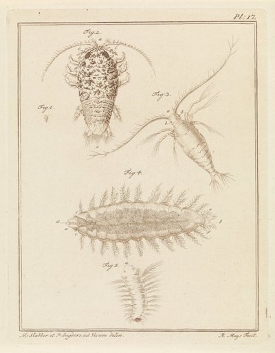 Achát egylábú, copepod és sörteféreg alkotó: Robbert Muys