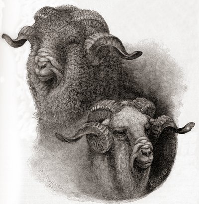 Merinói kos feje összehasonlítva a nyírás előtt és után, a The Century Illustrated Monthly Magazine 1884-es számából. alkotó: Robert Antoine Muller