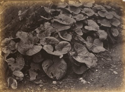 Növénytanulmány,1860-as évek (fotó) alkotó: Robert Burrows