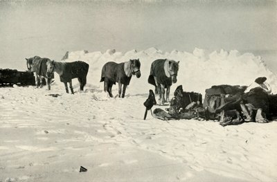 Pónik a menhelyük mögött a Táborban a Sorompónál, 1911, 1913 alkotó: Robert Falcon Scott