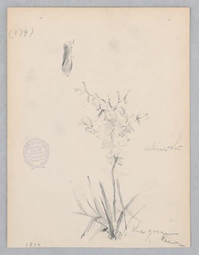 Virágzó növény alkotó: Robert Frederick Blum
