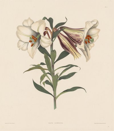 A hexandriai növények válogatása, az Amaryllidae természetes rendjébe..., 1831-1832. alkotó: Robert Havell