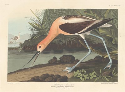 American Avocet, 1836. alkotó: Robert Havell