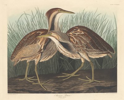 Amerikai keserű, 1836. alkotó: Robert Havell