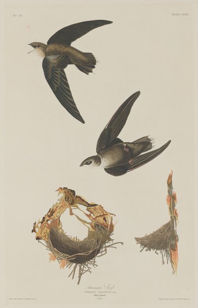 Amerikai Swift, 1833. alkotó: Robert Havell