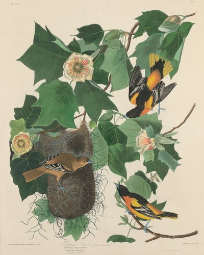 Baltimore Oriole, 1827. alkotó: Robert Havell