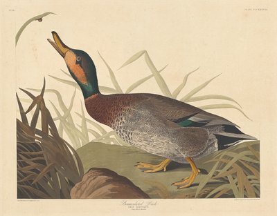 Bemakulált kacsa, 1836. alkotó: Robert Havell