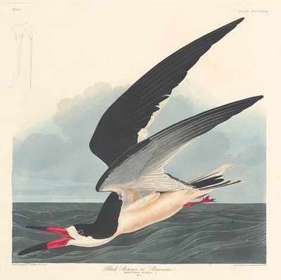Fekete Skimmer, 1836. alkotó: Robert Havell