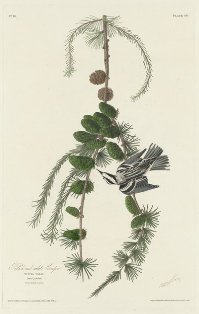 Fekete-fehér kúszónövény, 1830. alkotó: Robert Havell
