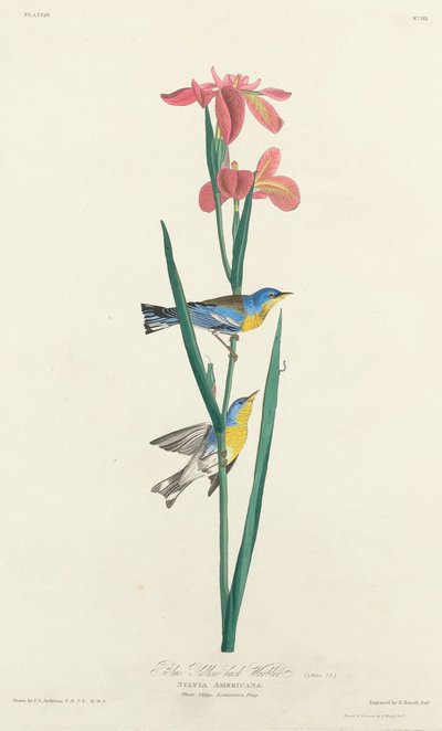 Kék sárga hátú poszcsa, 1827. alkotó: Robert Havell