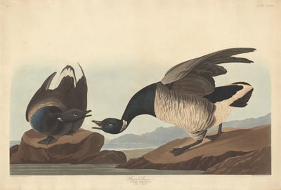 Brant Goose, 1837. alkotó: Robert Havell