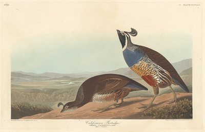 Kaliforniai Partridge, 1838. alkotó: Robert Havell