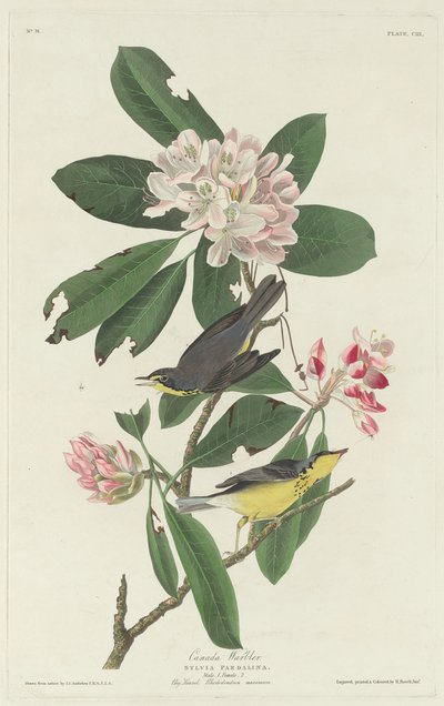 Kanadai poszáta, 1831. alkotó: Robert Havell
