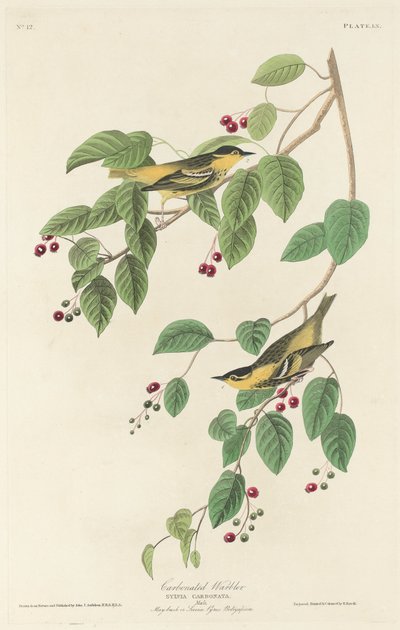 Szénsavas poszáta, 1829. alkotó: Robert Havell