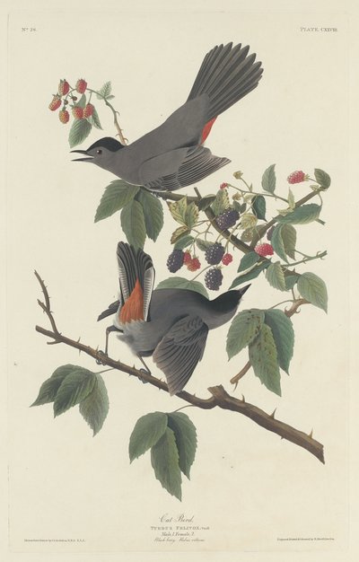 Macskamadár, 1832. alkotó: Robert Havell