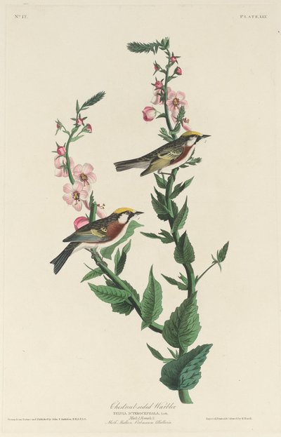 Gesztenye oldalú pacsirta, 1829. alkotó: Robert Havell