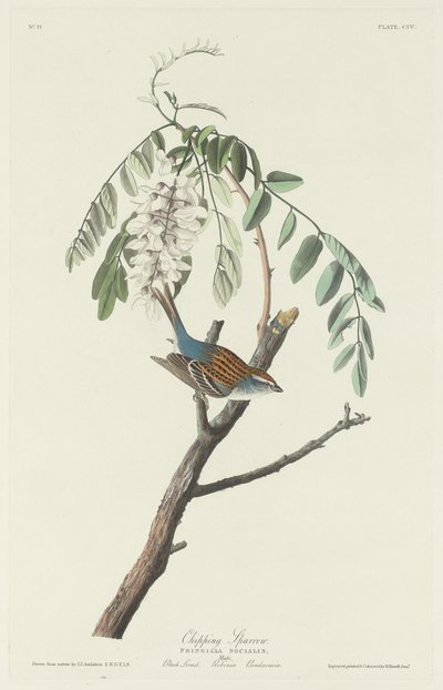 Forgácsoló veréb, 1831. alkotó: Robert Havell