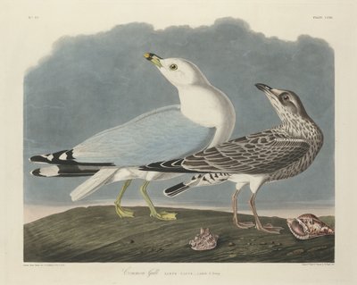 Közönséges sirály, 1834. alkotó: Robert Havell