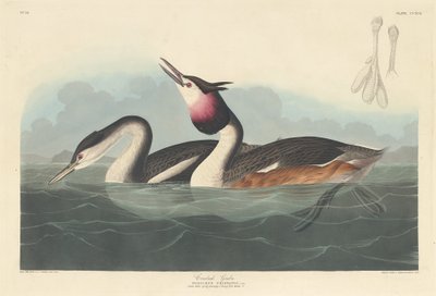 Tarajos vöcsök, 1836. alkotó: Robert Havell