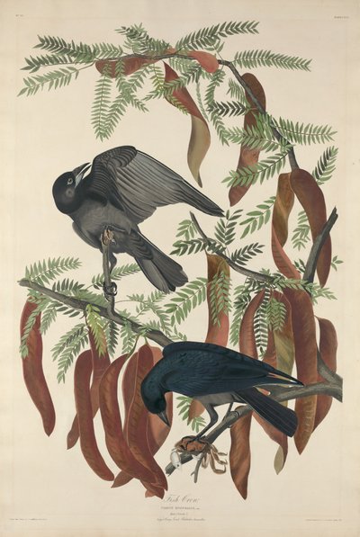 Halvarjú, 1832. alkotó: Robert Havell