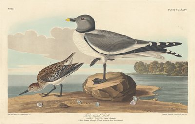 Villafarkú sirály, 1835. alkotó: Robert Havell